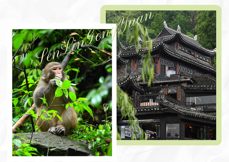 國(guó)家森林公園 國(guó)家森林公園